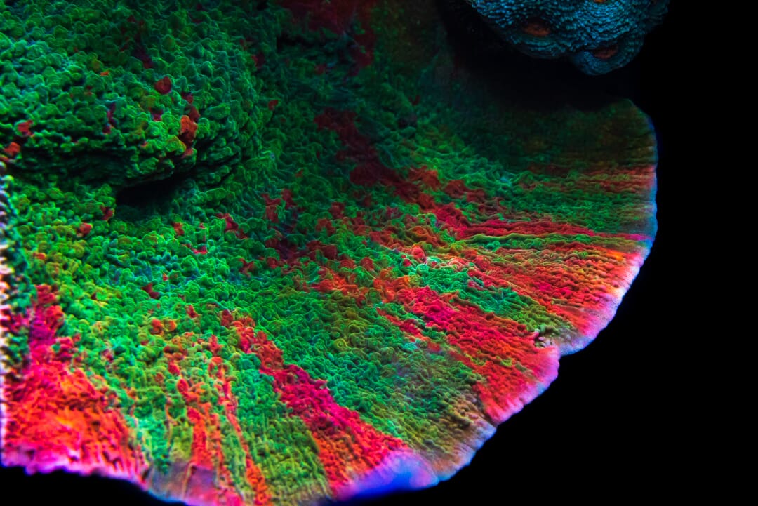 WWC Grafted Cap Montipora Coral