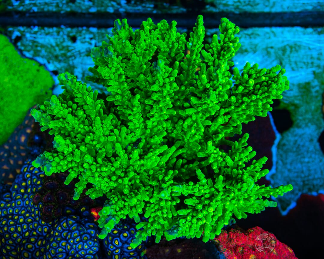 WWC Yellow Austera Acropora