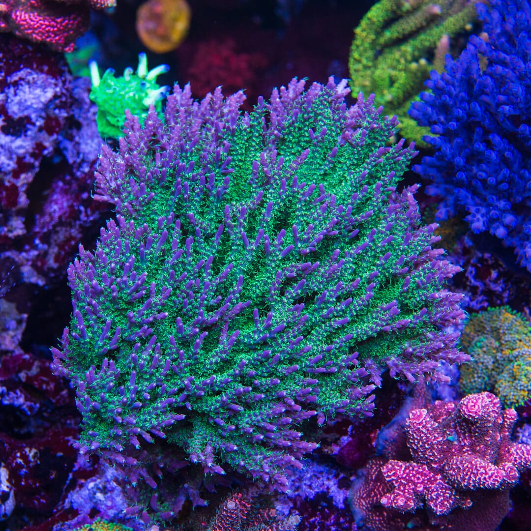 WWC Grizzly Adams Acropora - Mother Colony