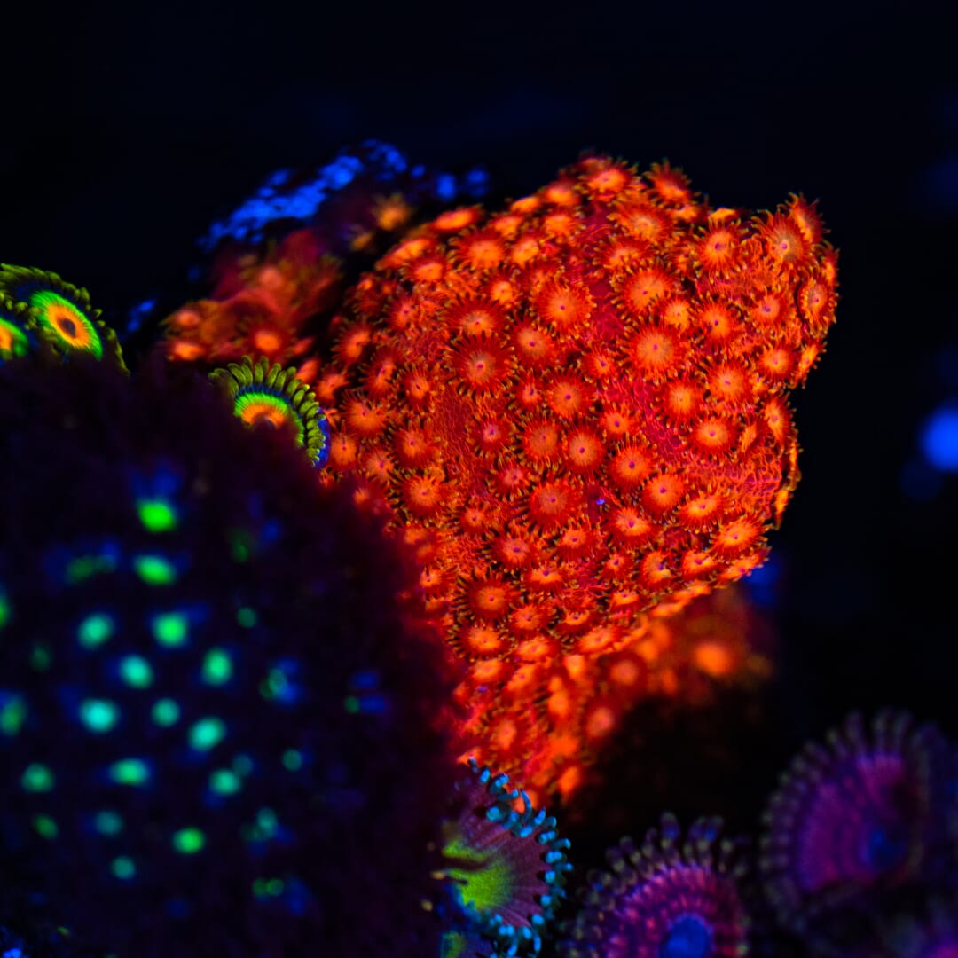 WWC Hi-Cee Cyphastrea - Mother Colony