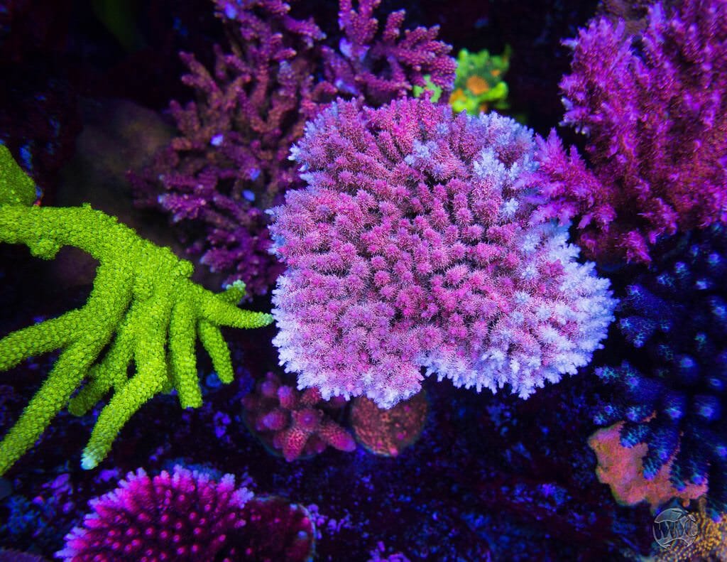 WWC Hippie Juice Acropora
