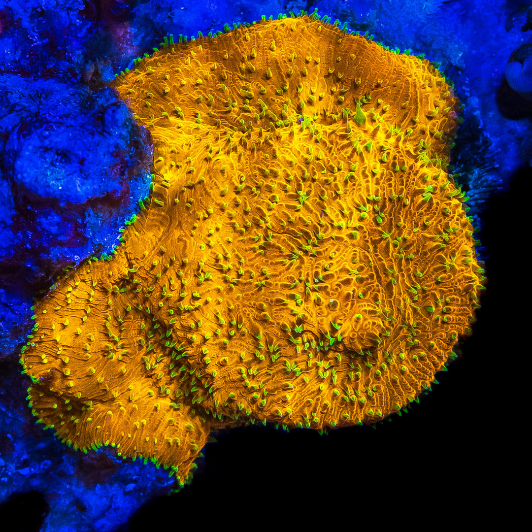 WWC Honeysickle Lithophyllon