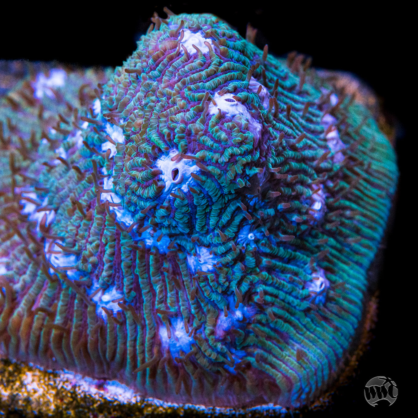 WWC Ice Sheet Lithophyllon Coral