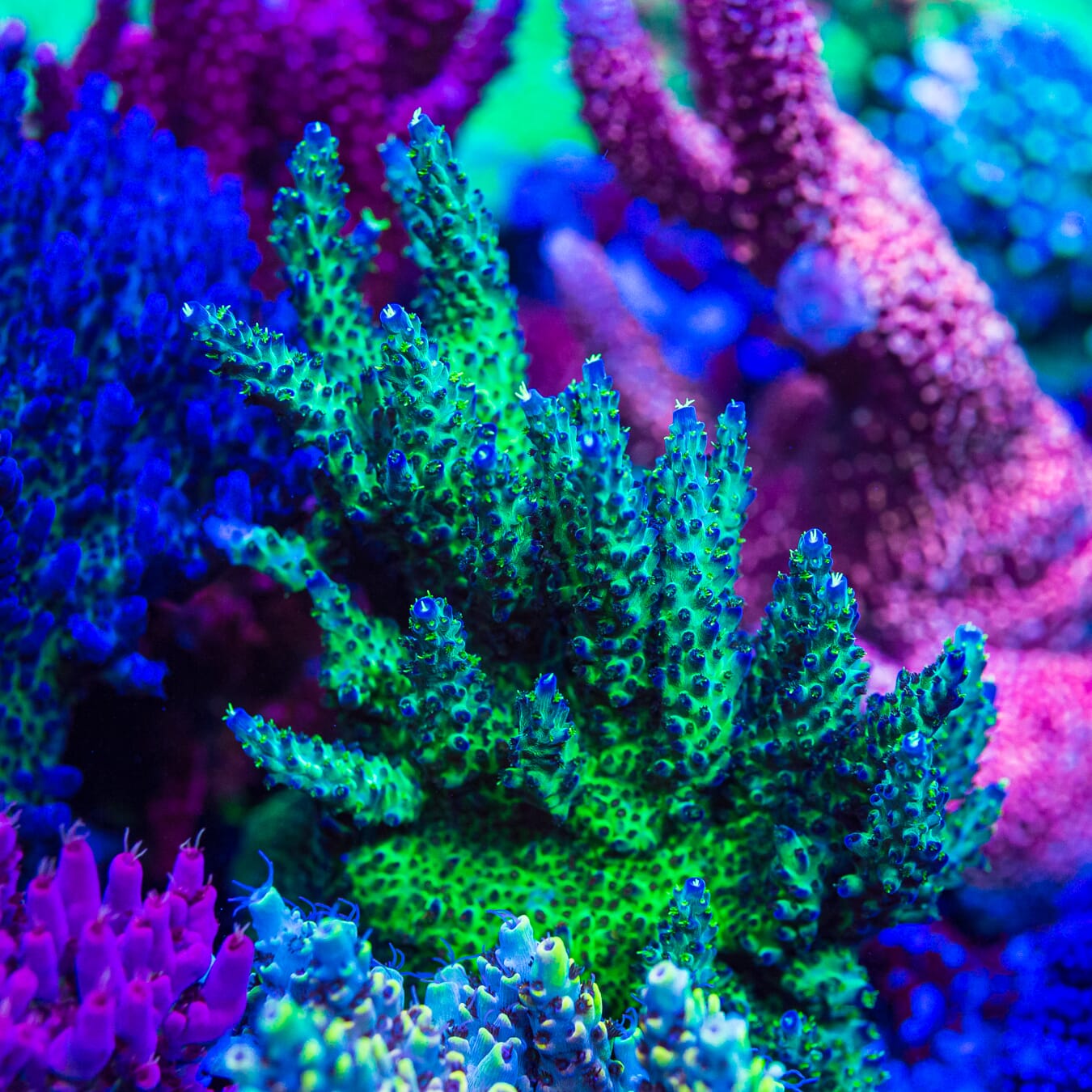 JKR Rainbow Acropora - Mother Colony