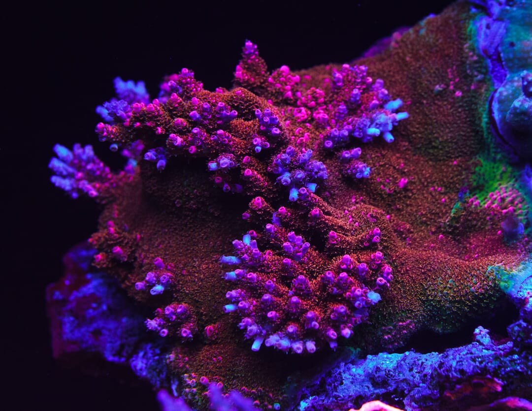 XXLL WWC Jello Shot Acropora