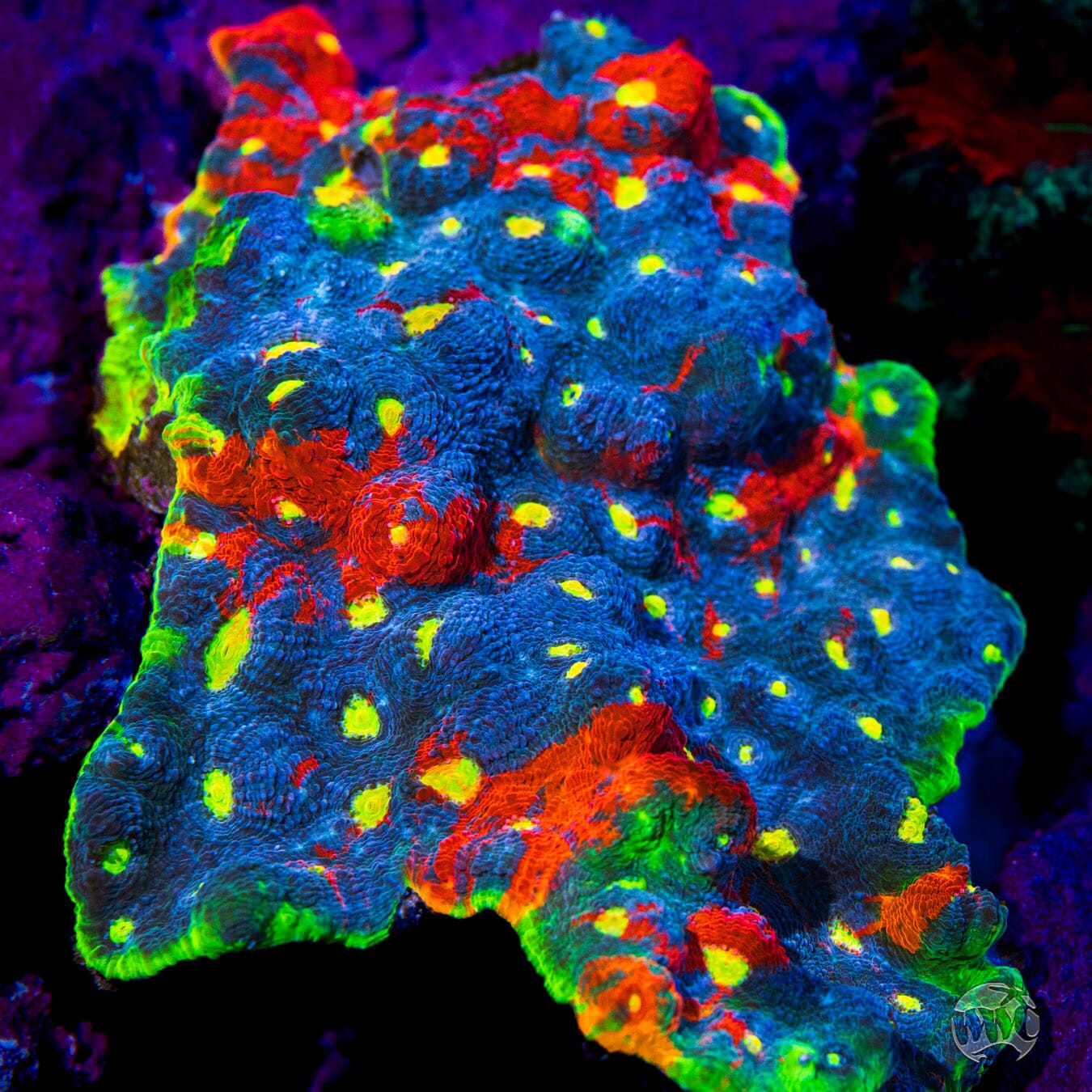 WWC Jellybean Rainbow Chalice - Mother Colony Photo