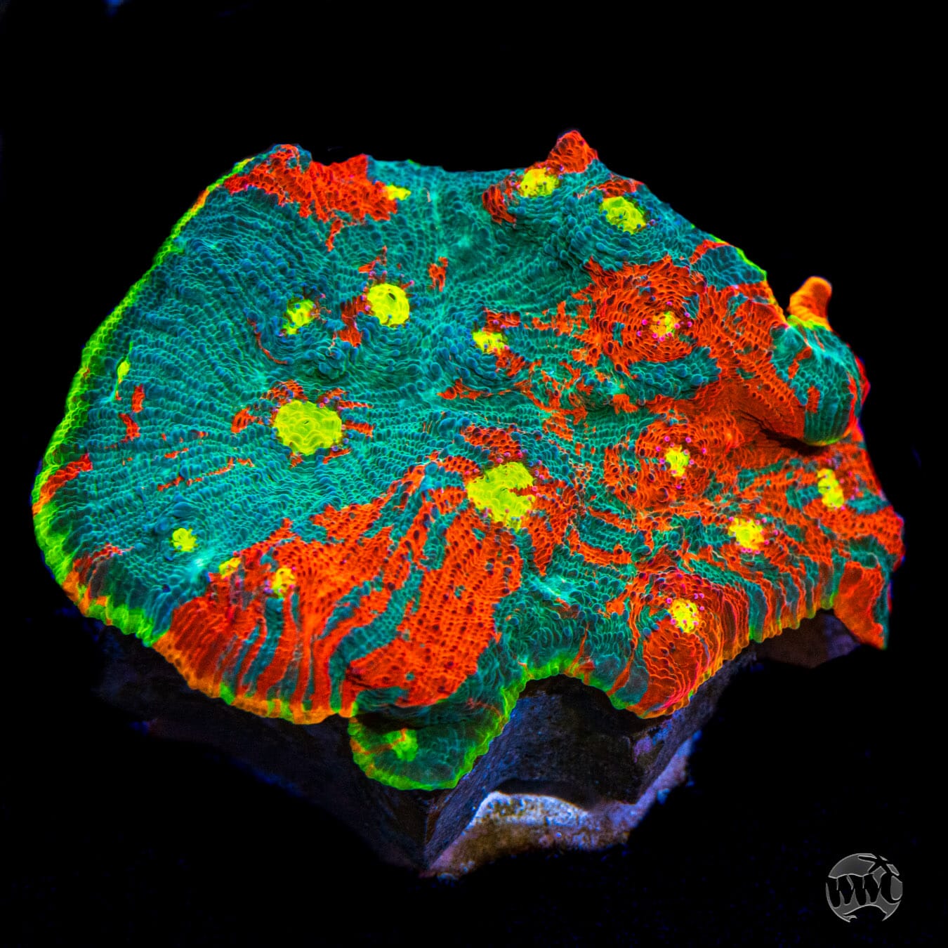 WWC Knockout Rainbow Chalice - Mother Colony