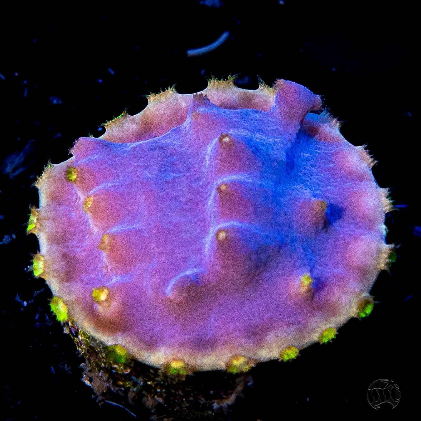 WWC Lakerz Turbinaria Coral