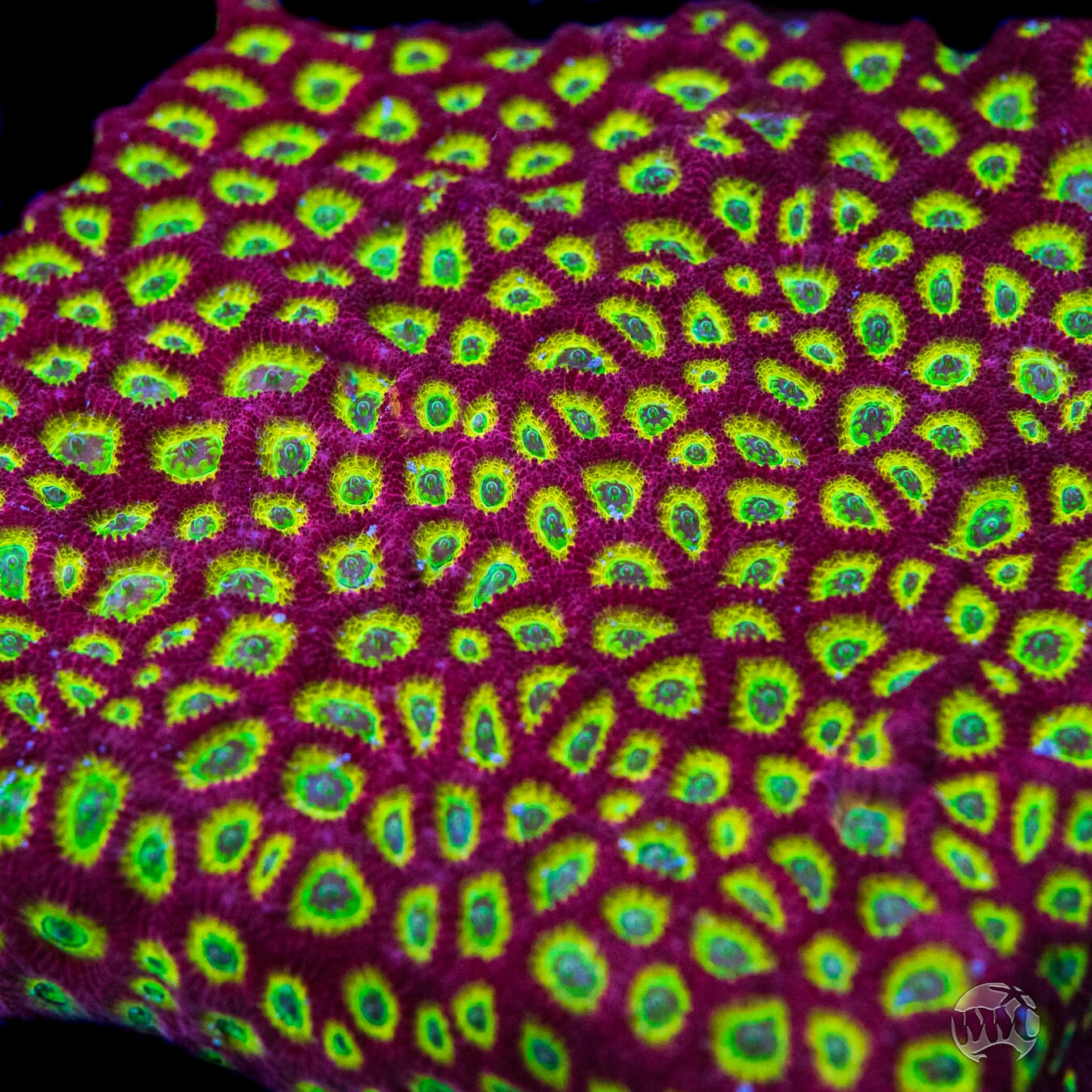 WWC Lemon-Lime Favites Coral