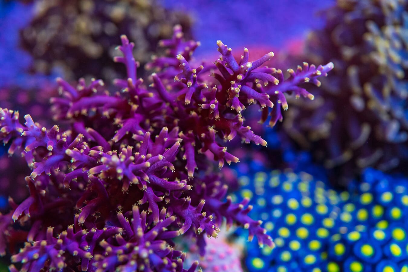 WWC Little Red Ferrari Acropora