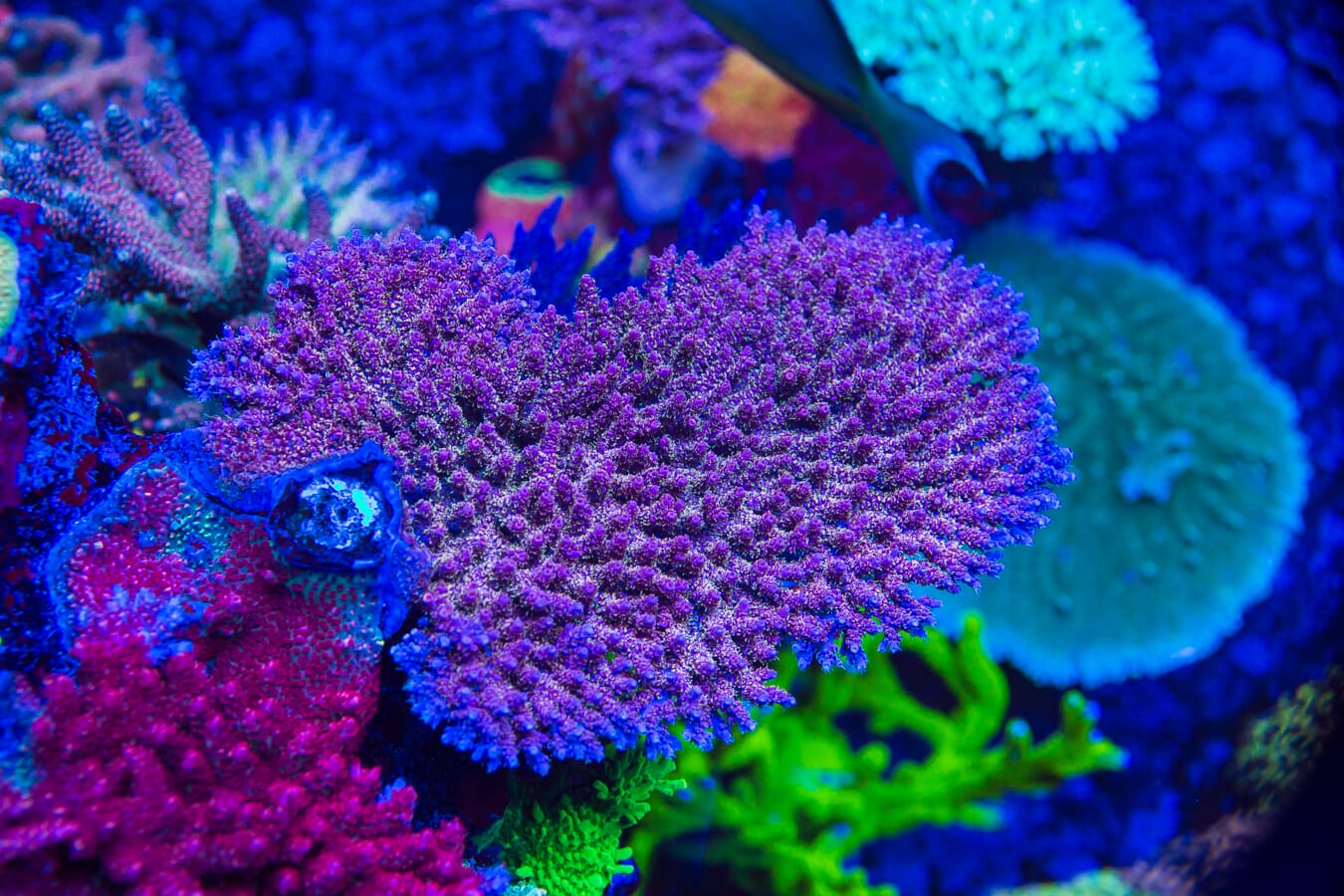 WWC Man of Steel Tabling Acropora