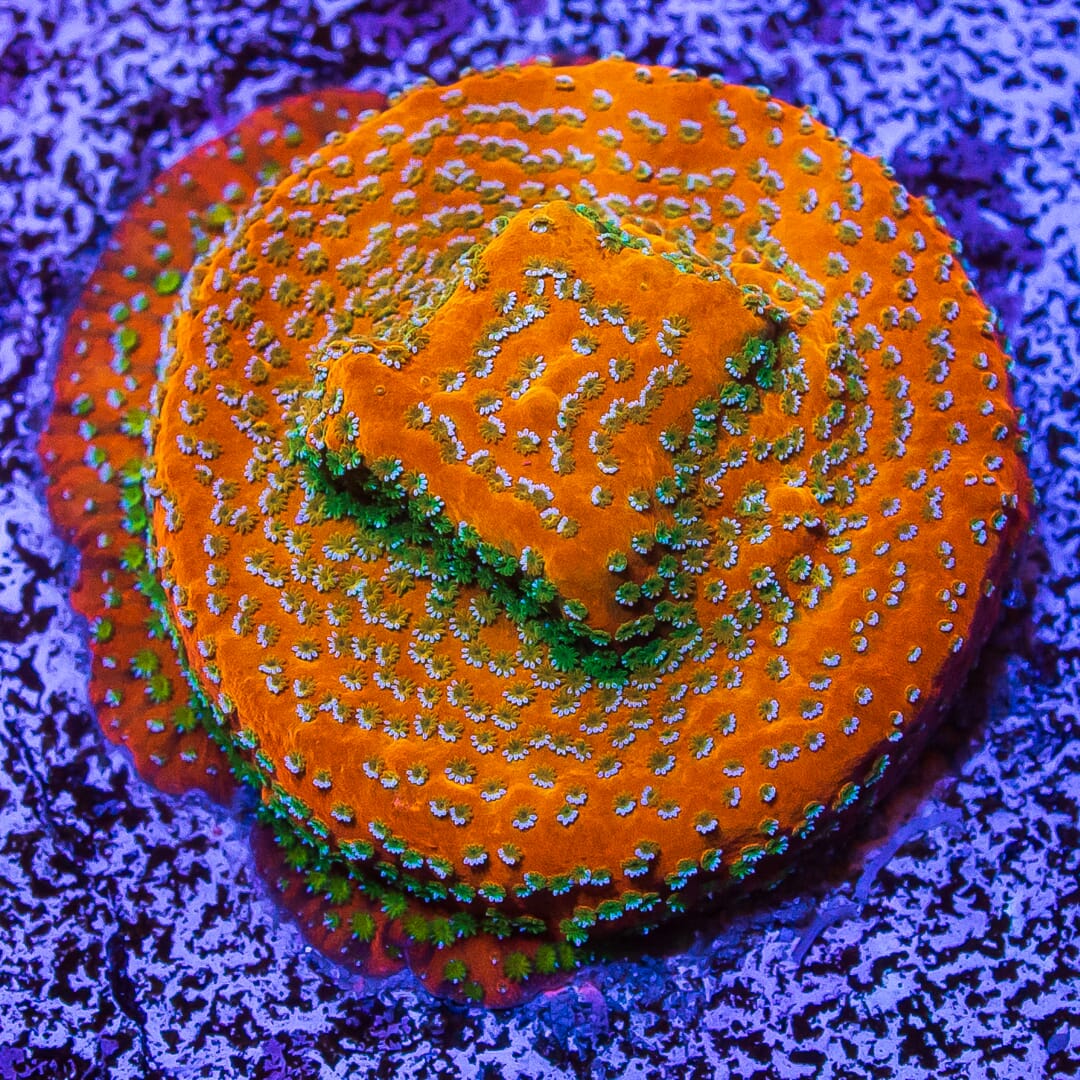 WWC Megachrome Montipora