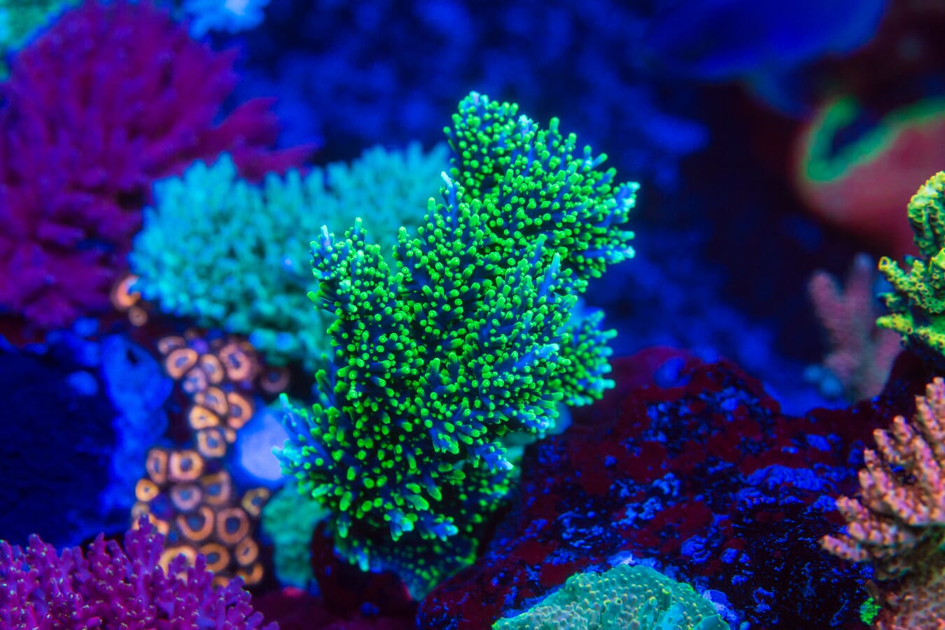 WWC Moonshine Acropora