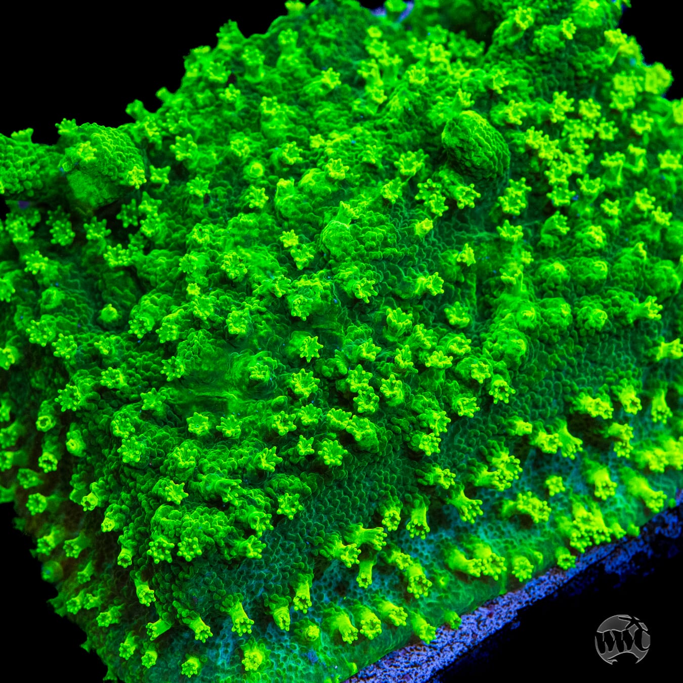 WWC Neon Astreopora Coral
