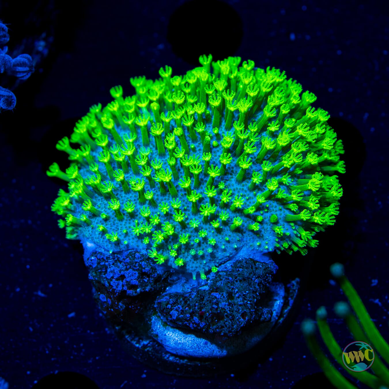 WWC Neon Polyp Toadstool Leather