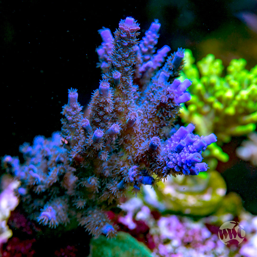 Jason Fox Papa Smurf Tenuis Acropora