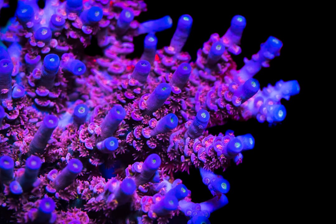 WWC Pink Panther Tenuis Acropora - Mother Colony