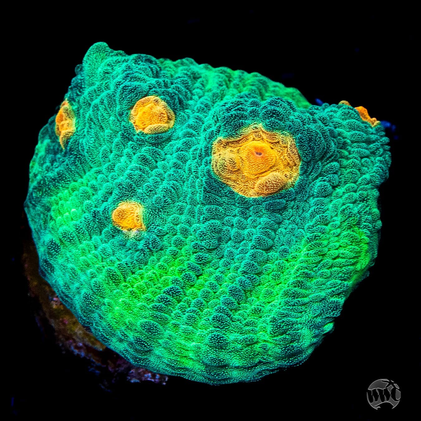 WWC Pumpkin Eater Chalice Coral