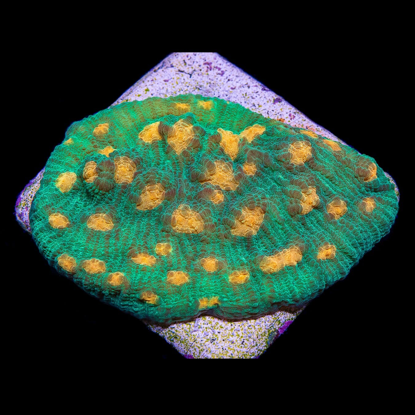 WWC Pumpkin Eater Chalice Coral