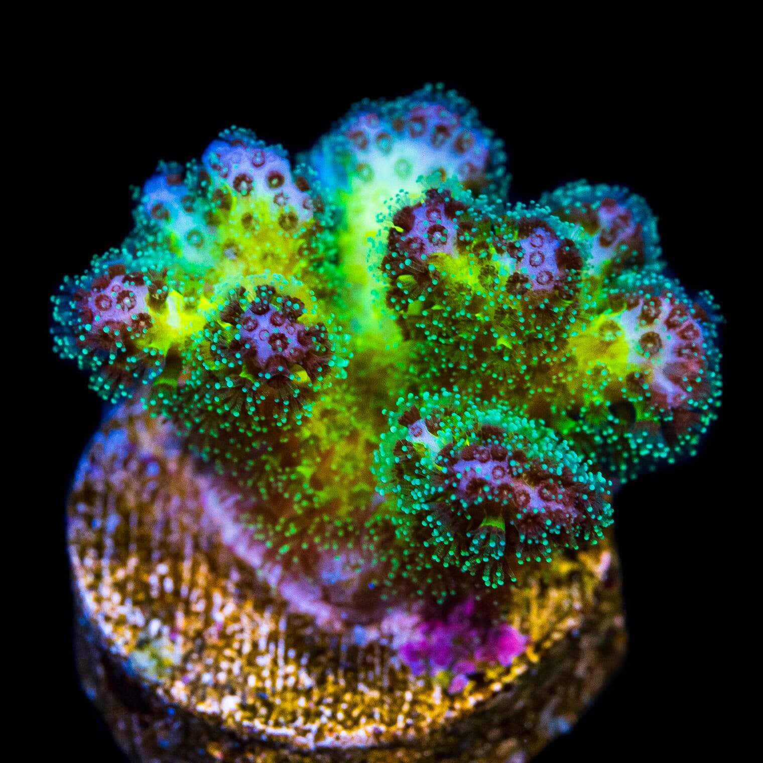 WWC Rainbow Pocillopora Coral | World Wide Corals