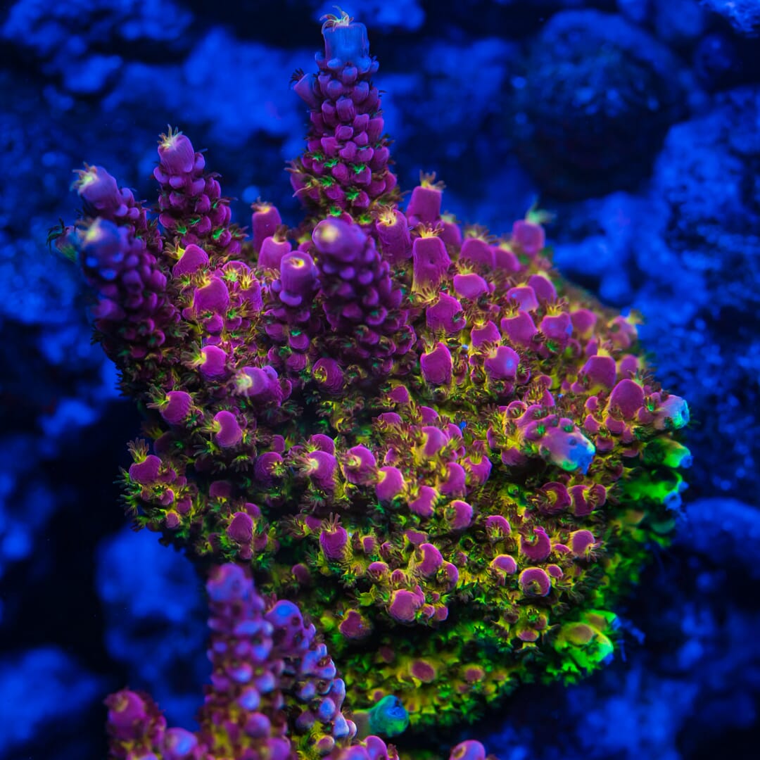 WWC Red Cadillac Acropora - Mother Colony Photo