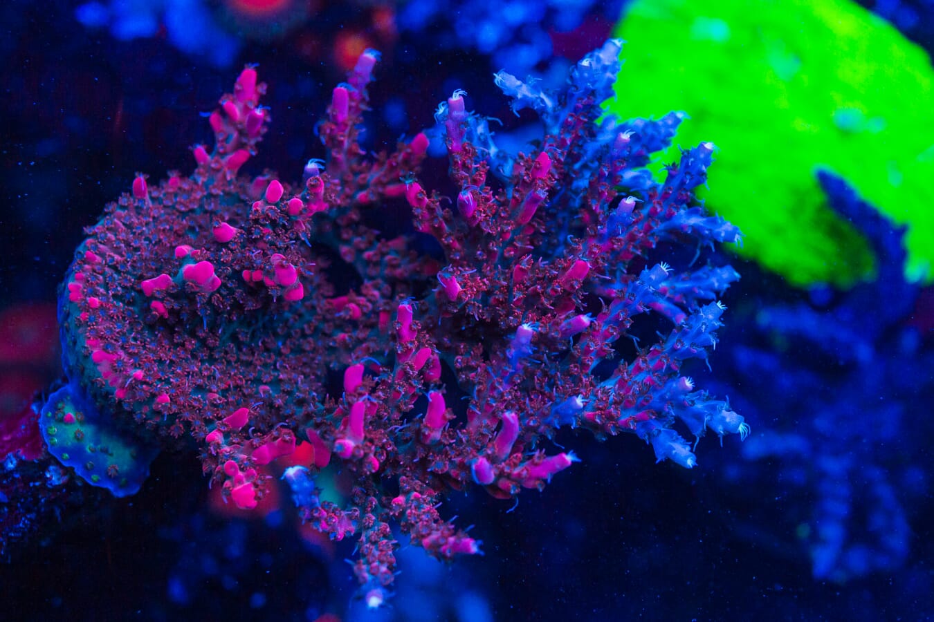 WWC Red Shortcake Acropora - Mother Colony