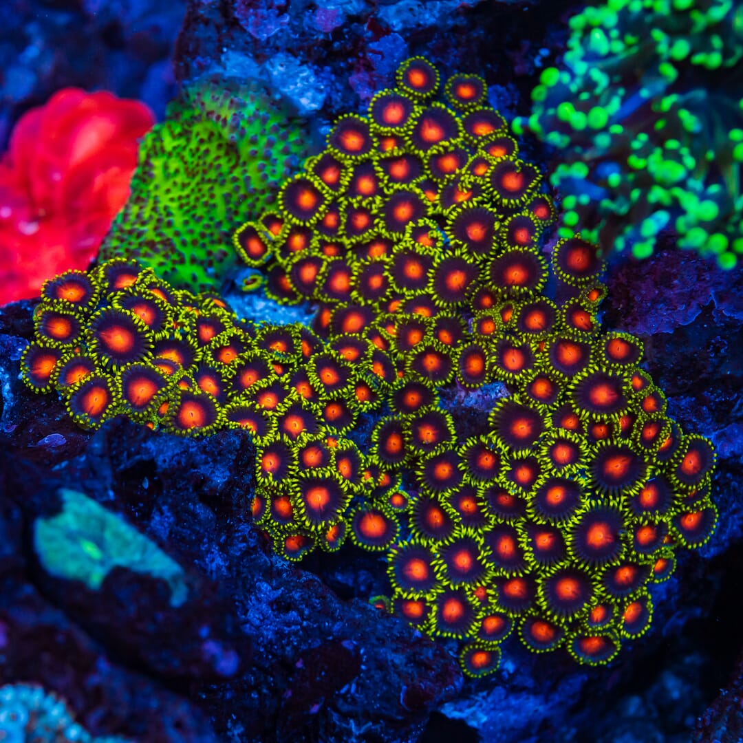 WWC Rising Sun Zoanthids - Mother Colony