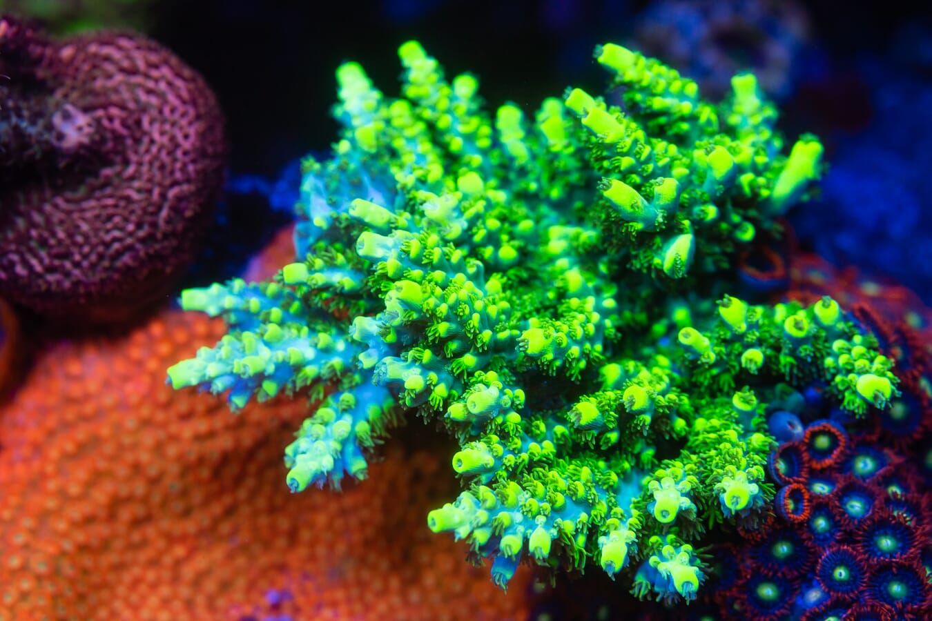 WWC Shark Attack Acropora - Mother Colony Photo