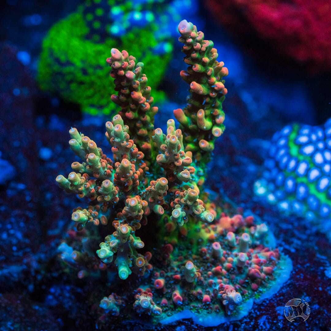 WWC Snow Dragon Acropora
