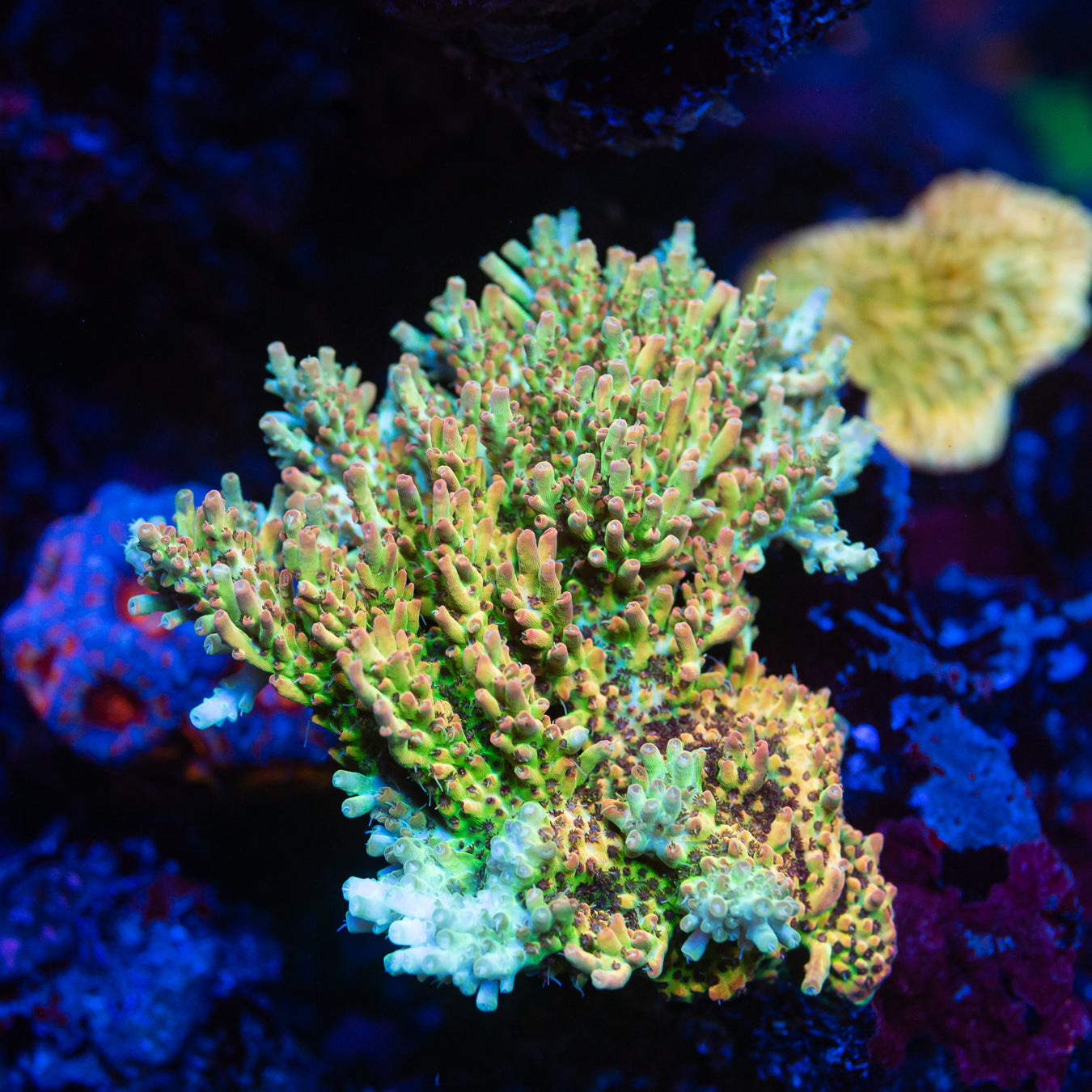 WWC Snow Dragon Acropora