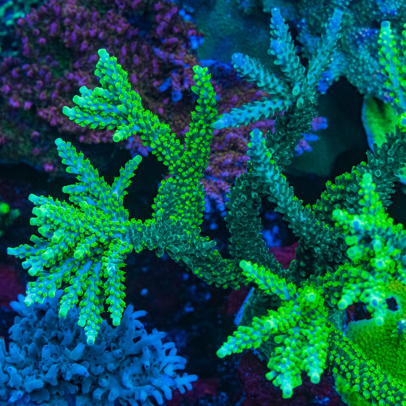 WWC Solomon Split Acropora - Mother Colony Photo