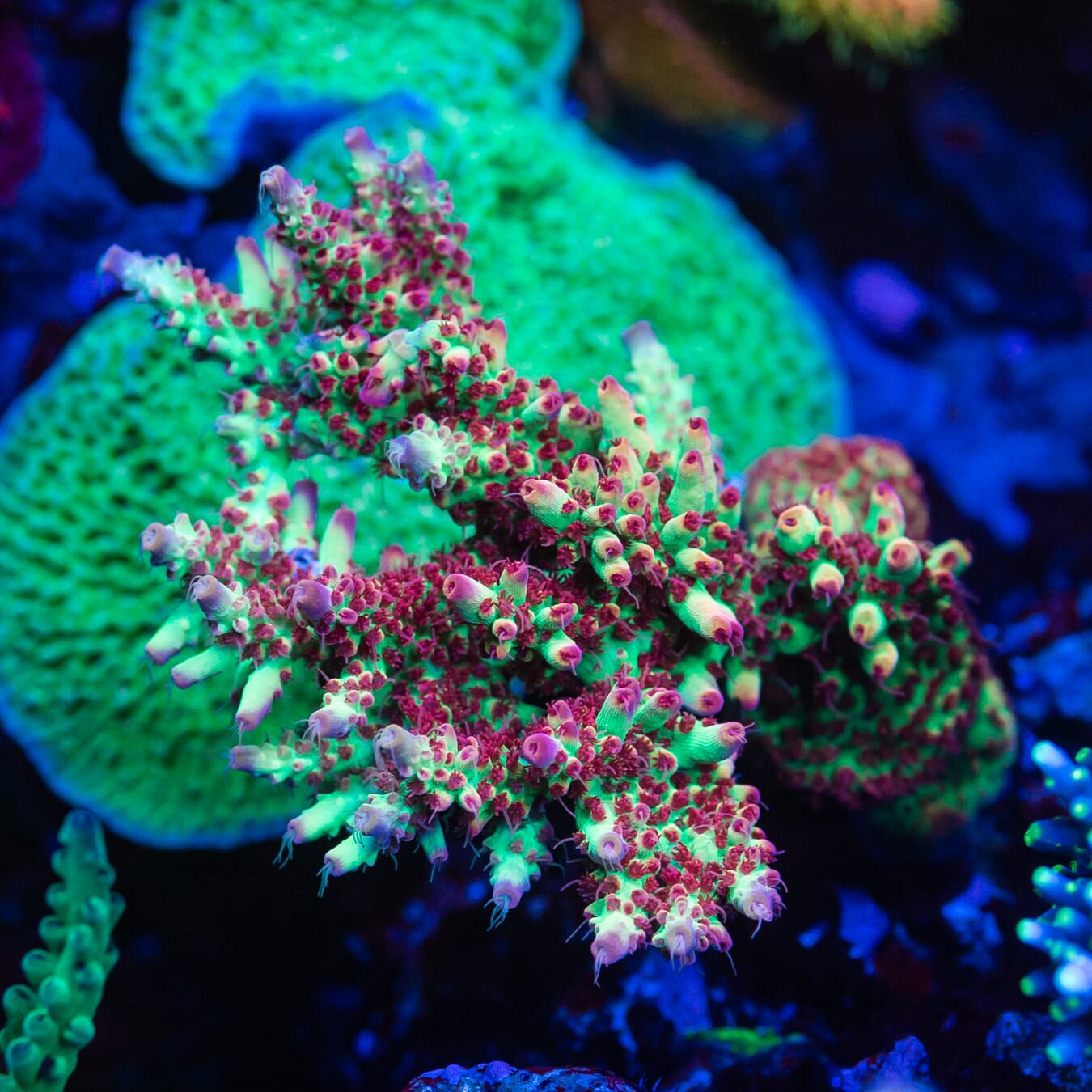 WWC Striptease Acropora