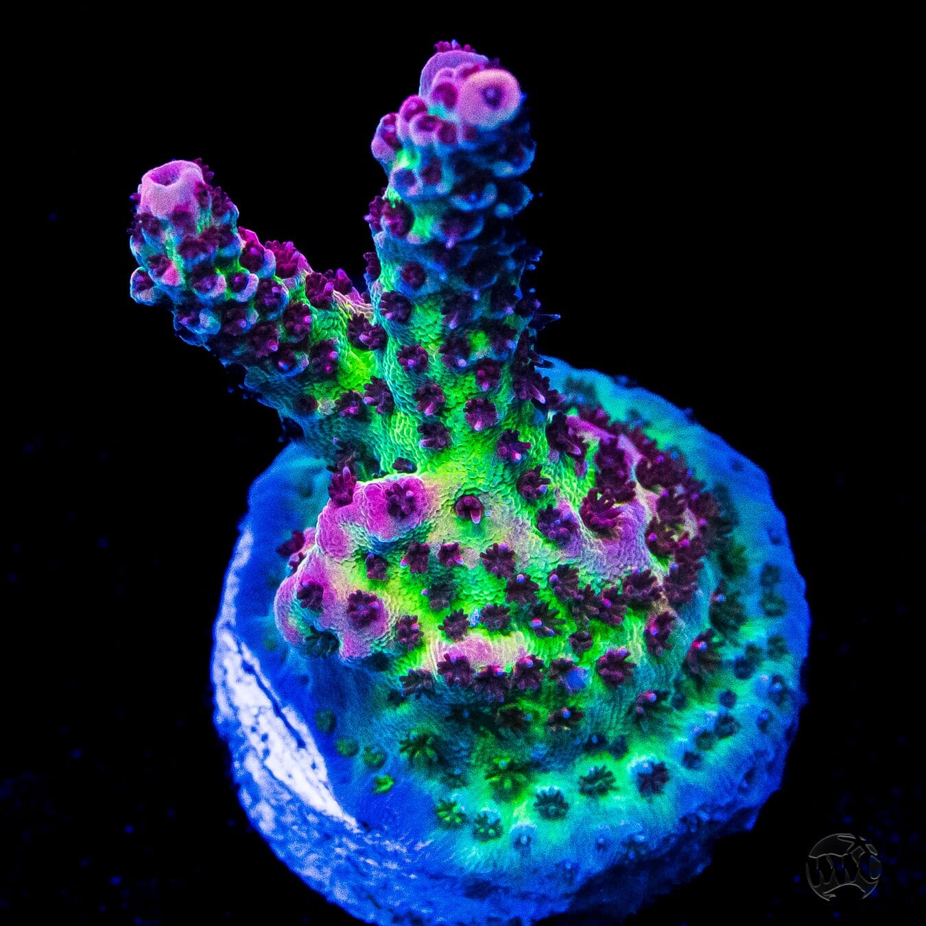 WWC Suicide Squad Acropora