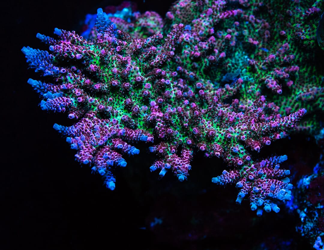 WWC Suicide Squad Acropora