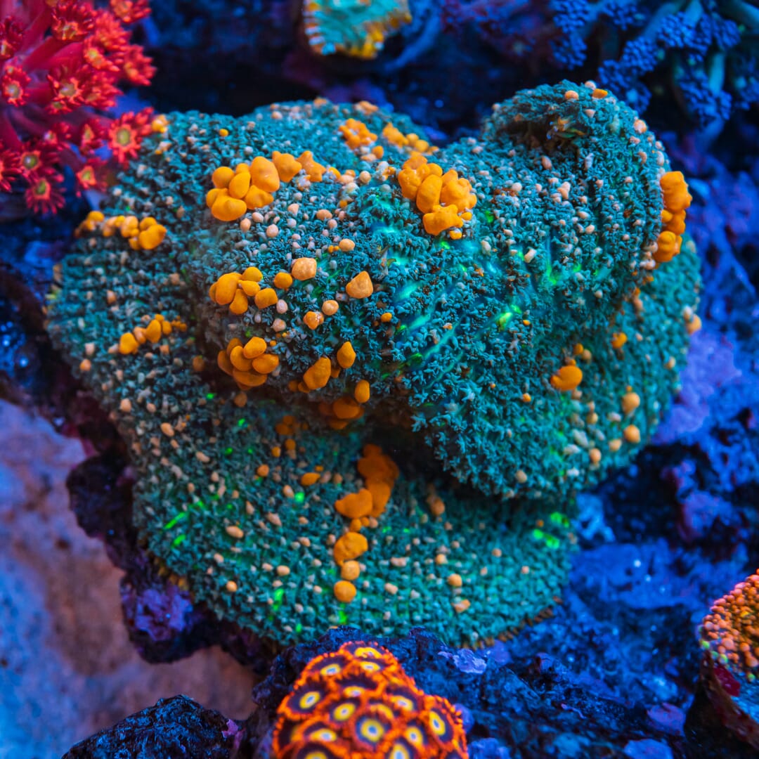 WWC Sunkist Bounce Mushroom - Mother Colony Photo