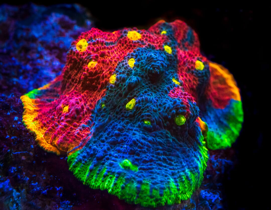 WWC Supa Fly Rainbow Chalice - Mother Colony Photo