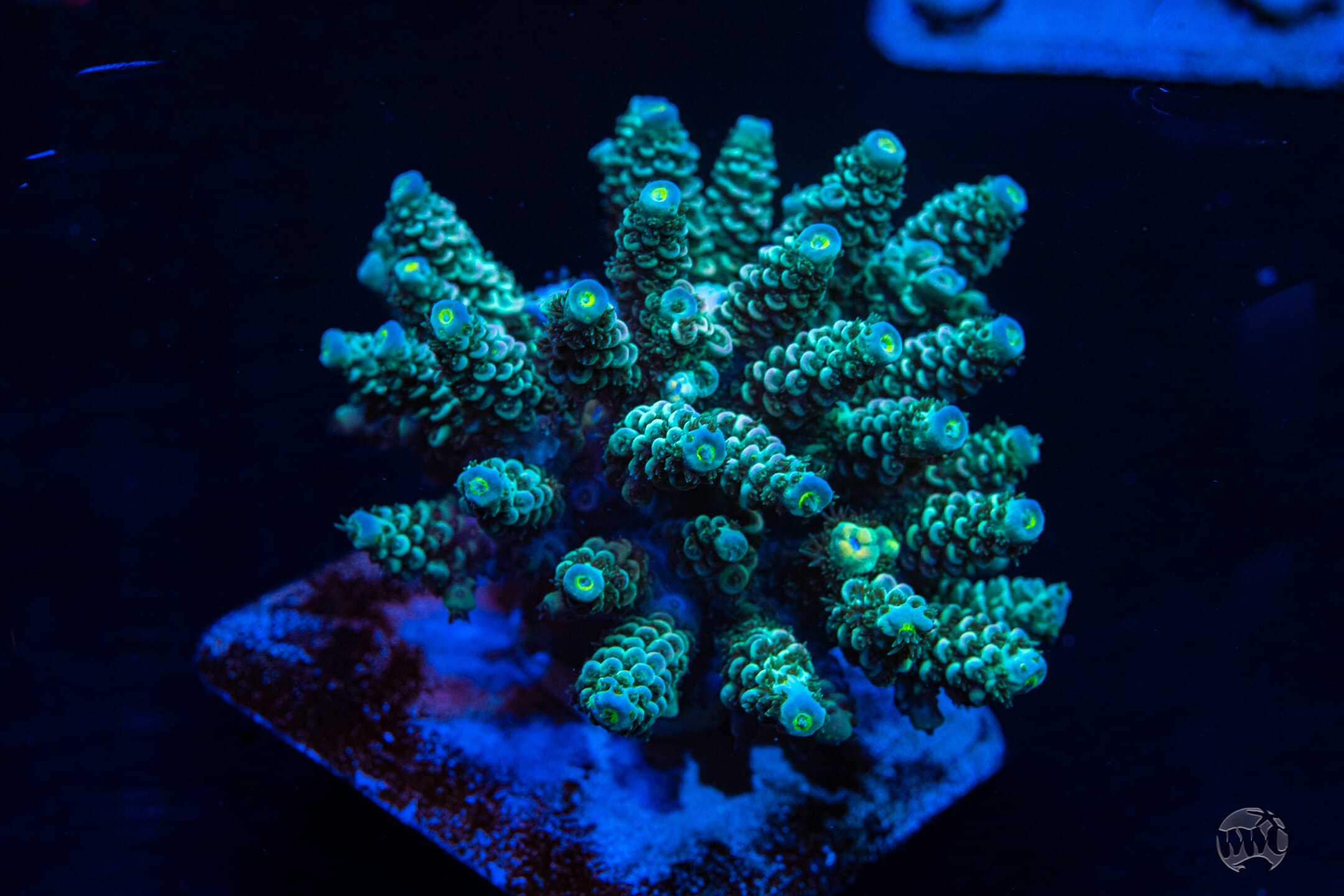 WWC Tiddly Winks Tenuis Acropora - Mother Colony