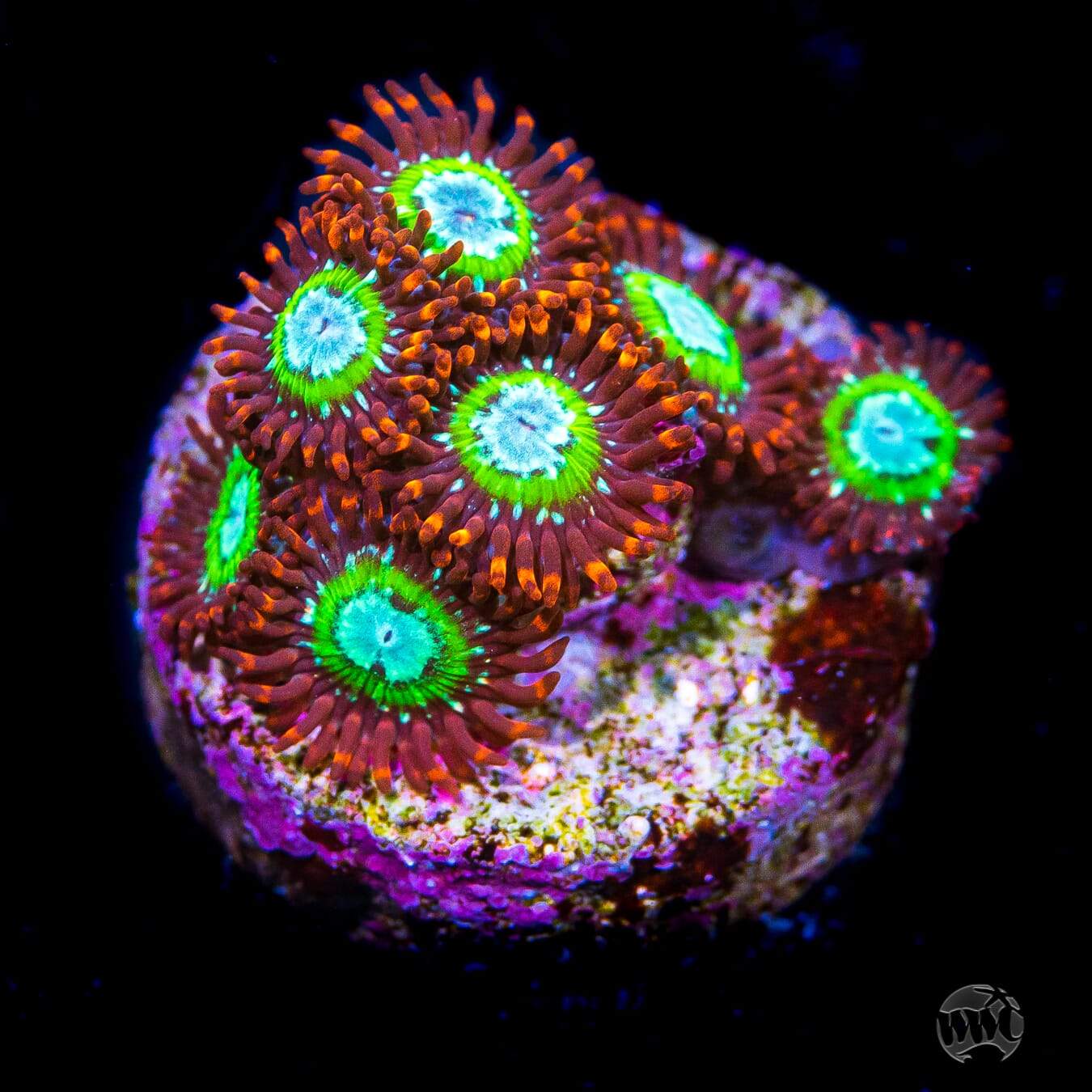 WWC Viridian Zoanthids