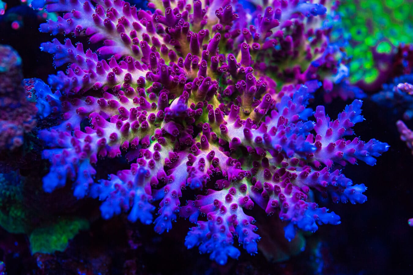 WWC Whiplash Acropora