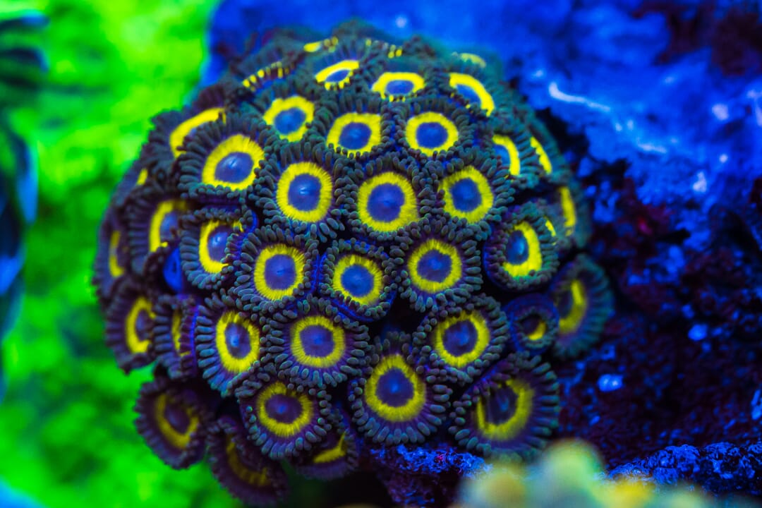 WWC Yellow Submarine Zoanthids