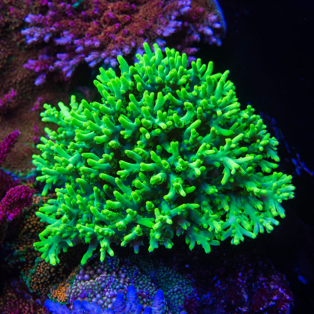 WWC Yodaz Acropora