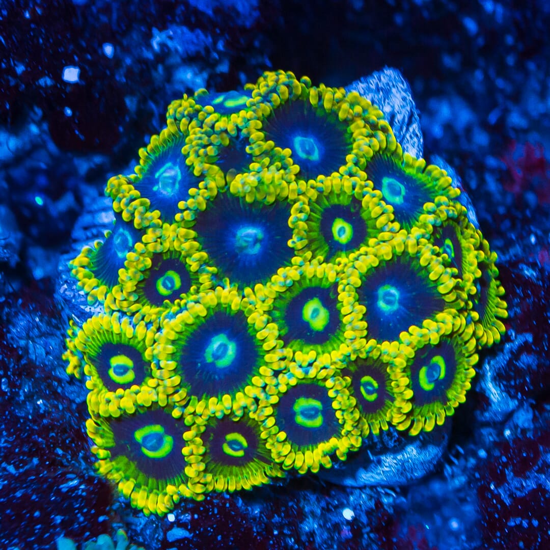 Yodaz Zoanthids