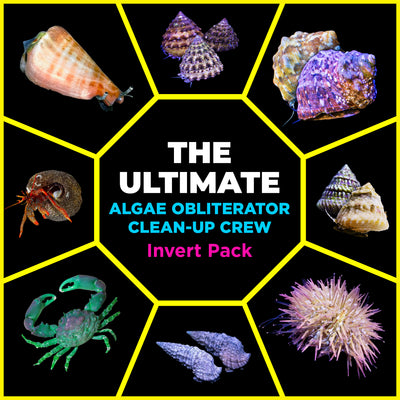 INVERTS & PACKS