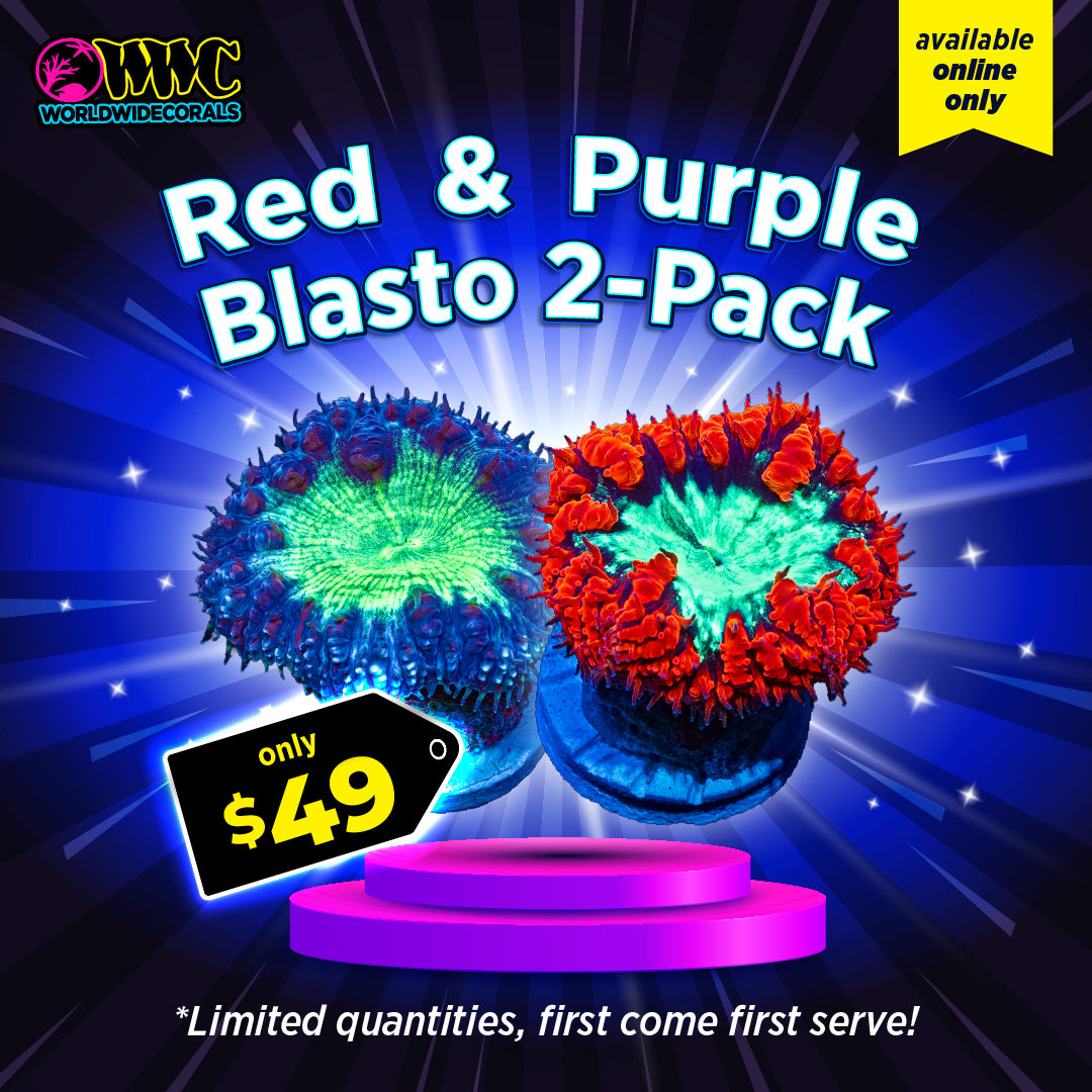 WWC Feature Friday - Red and Purple Blasto Combo