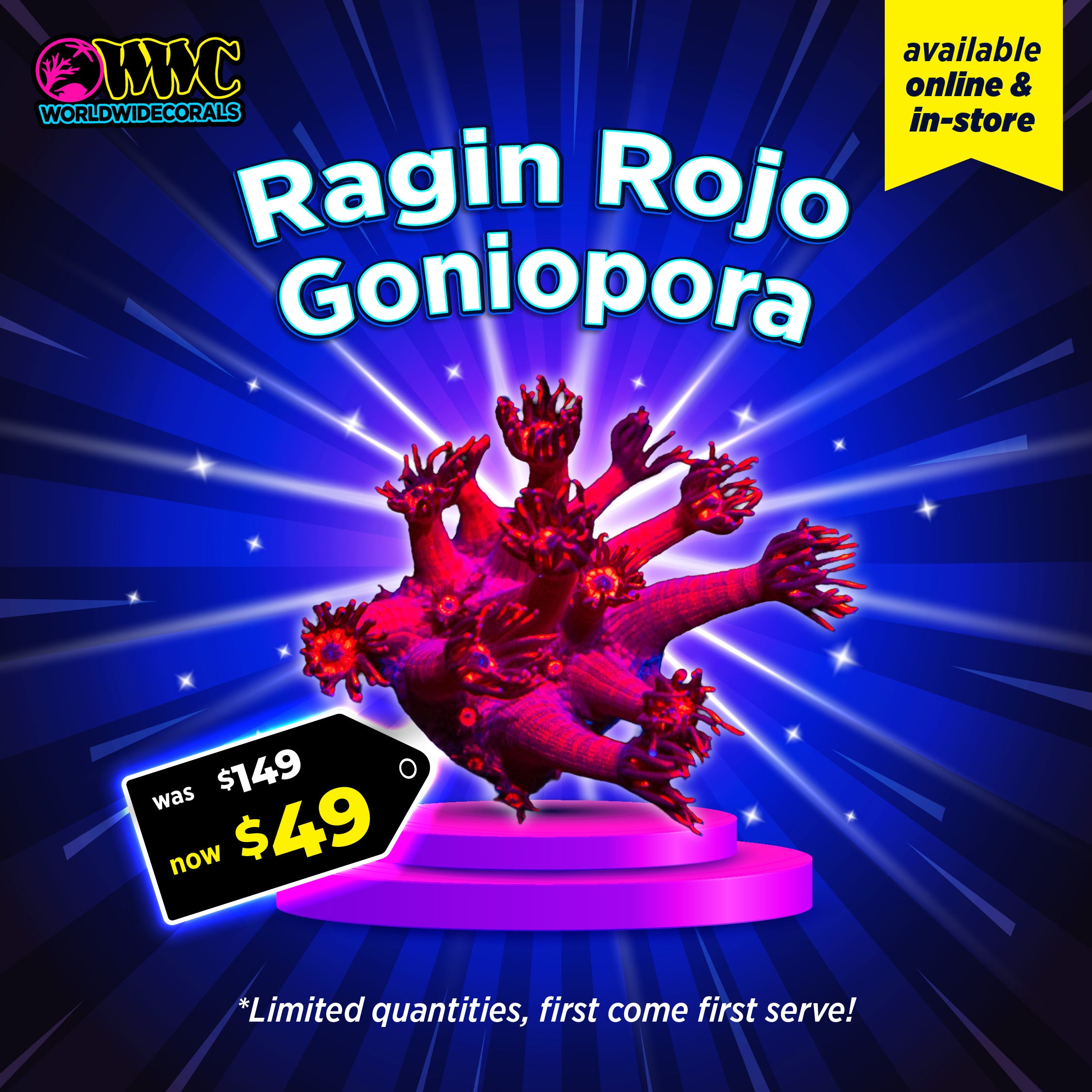 WWC Feature Friday - WWC Ragin Rojo Goniopora