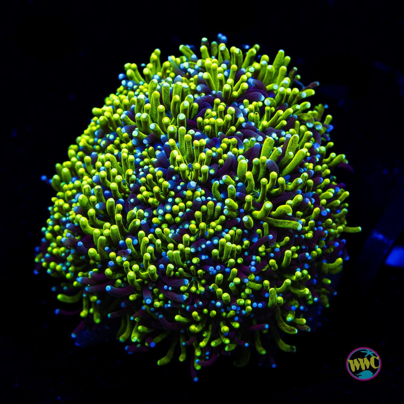 WWC Lemonade Galaxea