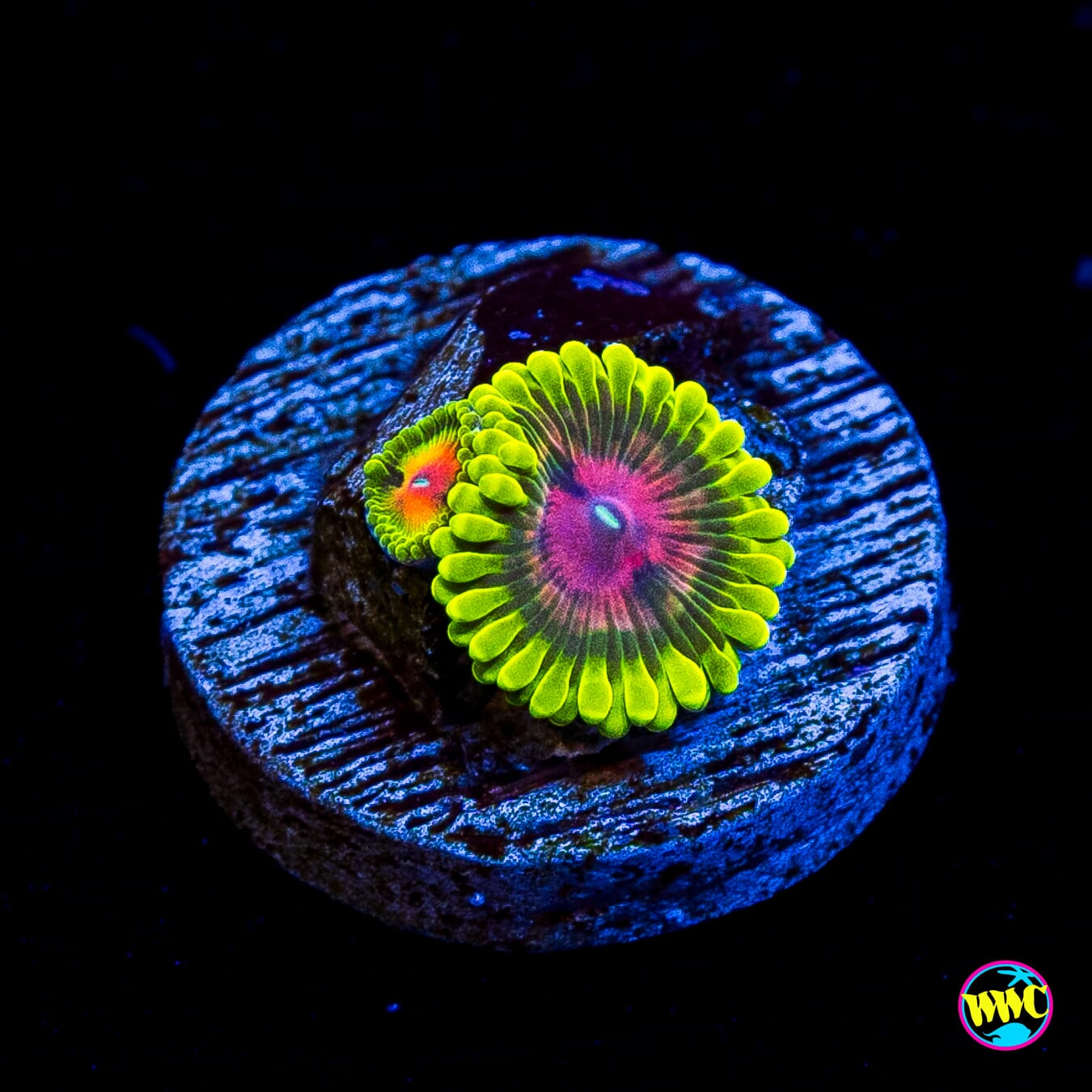 Scarlet Fever Zoanthids