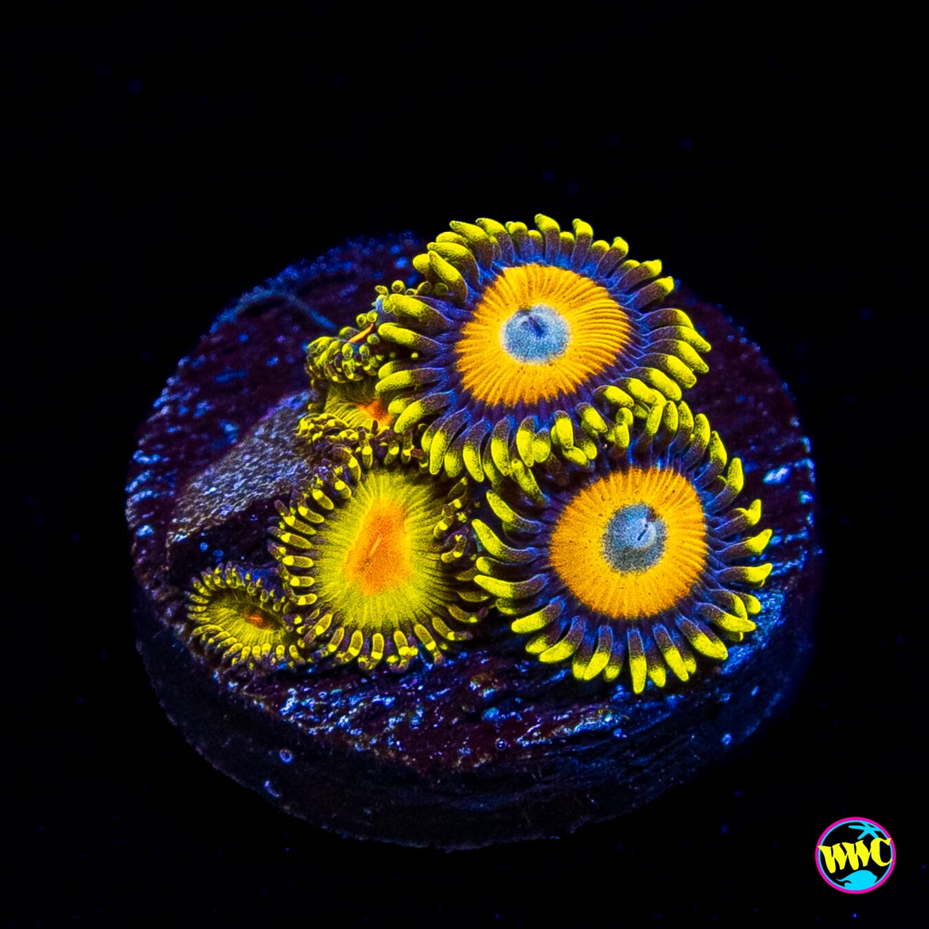 WWC Golden Gods and Scrambled Eggs Combo Zoanthids
