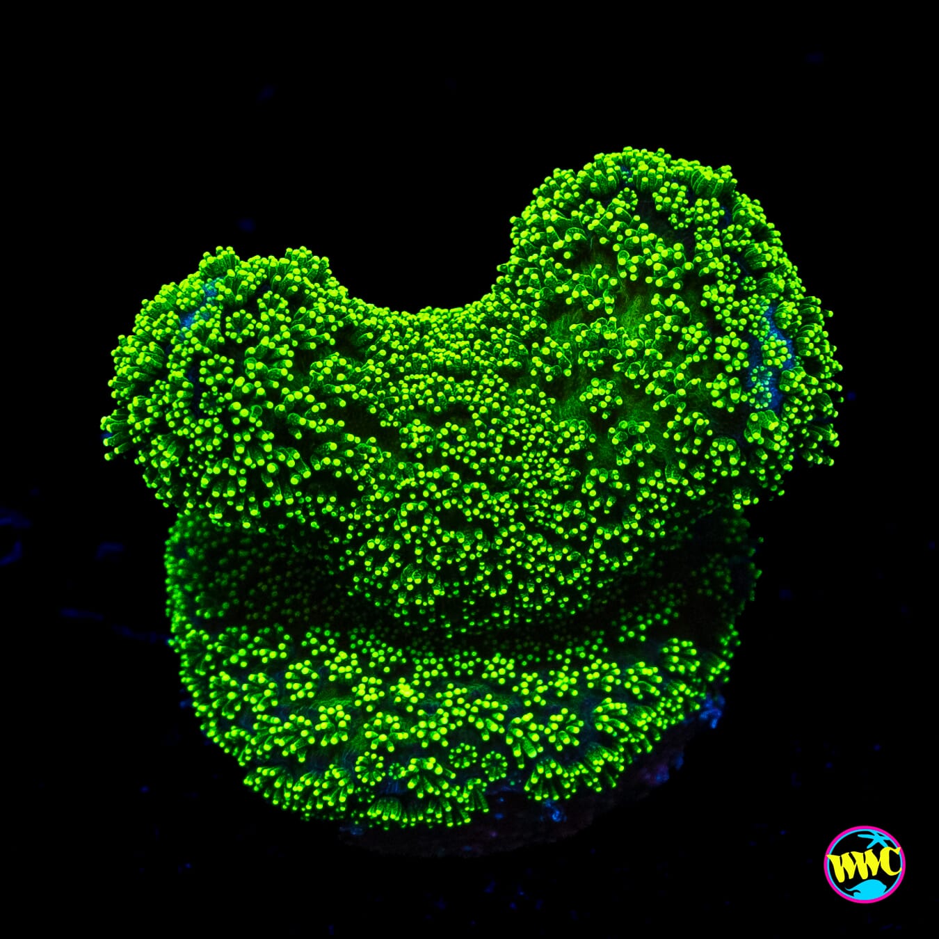 WWC Green Goblin Stylophora