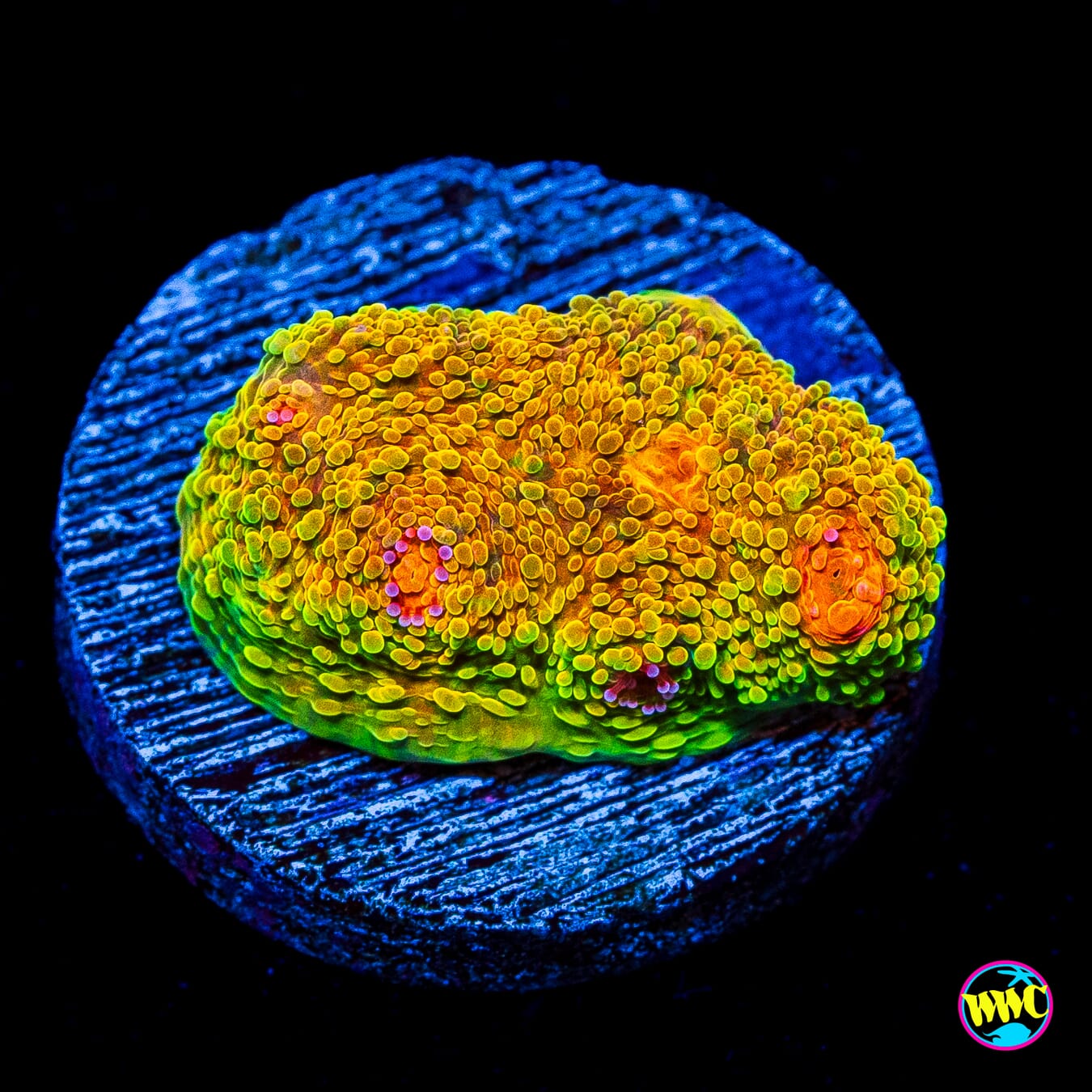 Tyree Mummy Eye Chalice